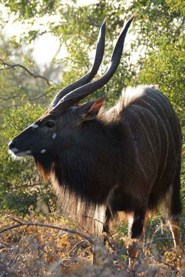 הודספרויט Bushbaby River Lodge מראה חיצוני תמונה